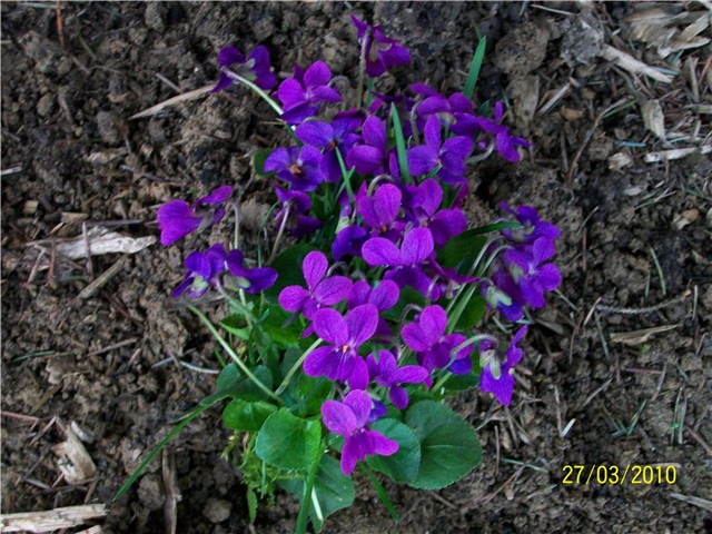 Ljubičica - lat. Viola 